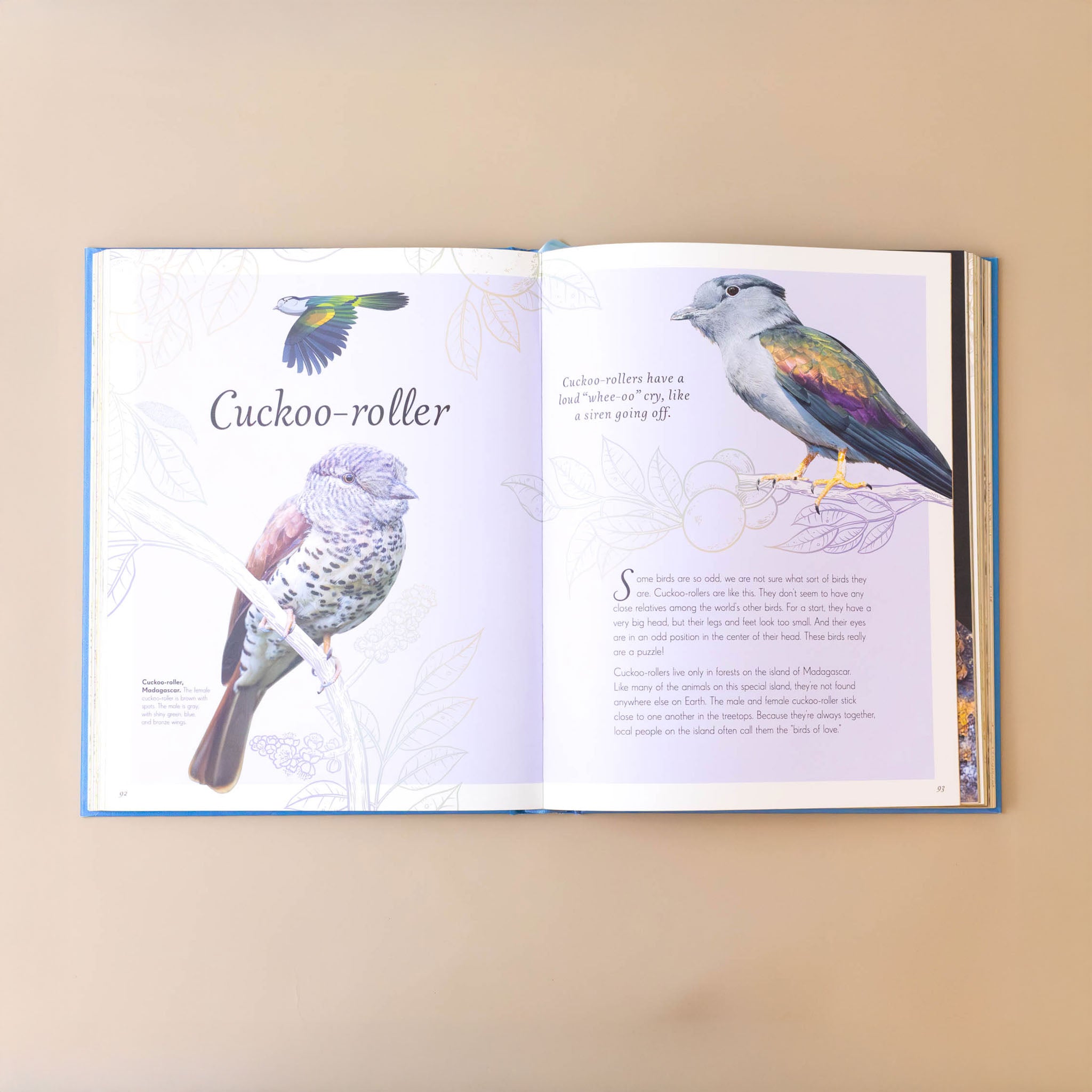 an-anthology-of-exquisite-birds-interior-page-with-pictures-and-text-of-cuckoo-roller