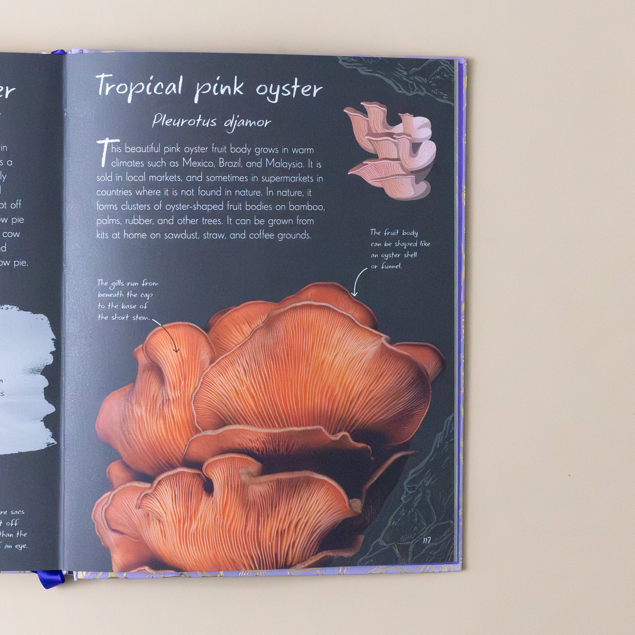 an-anthology-of-fungi-interior-page-text-and-image-of-tropical-pink-oyster-fungi