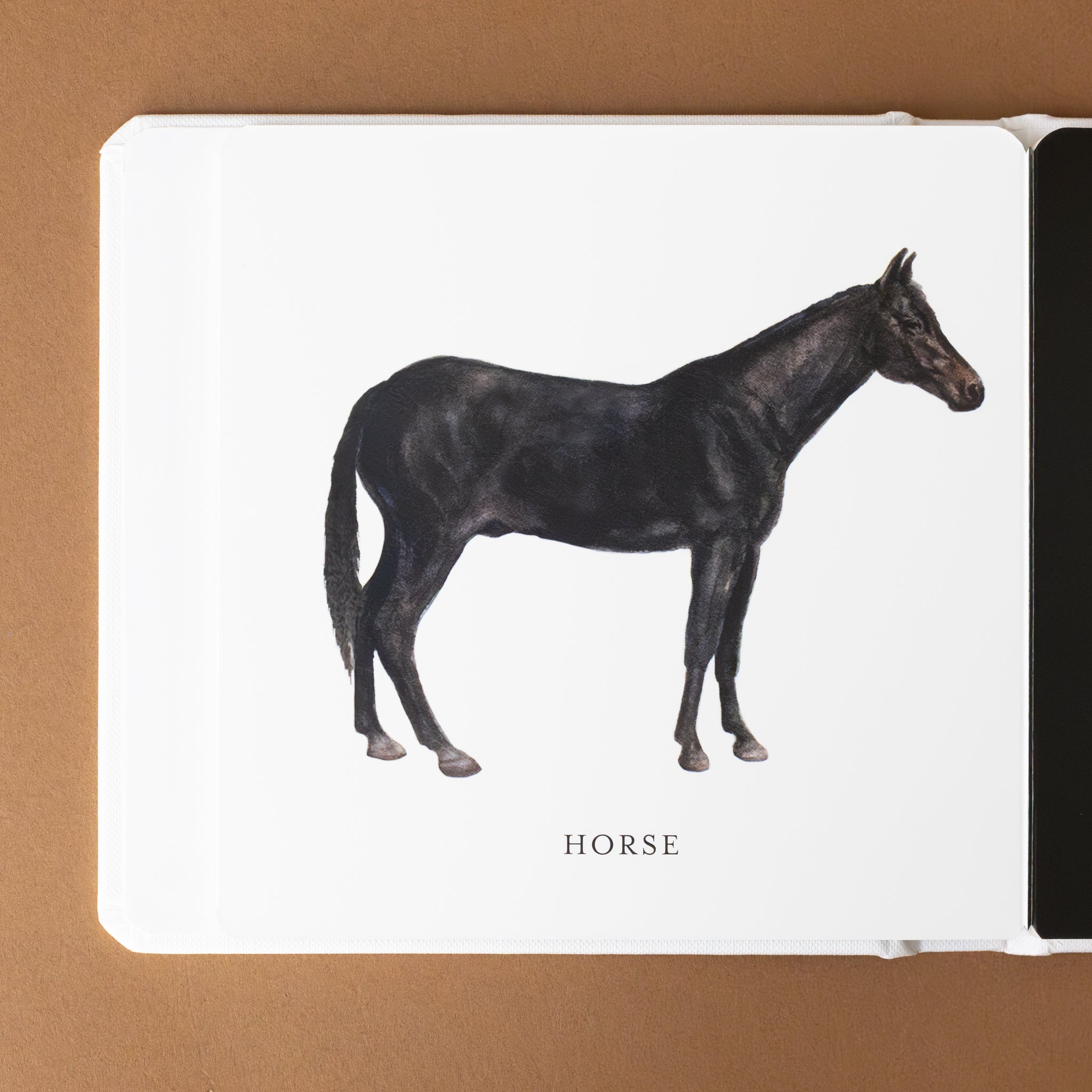 black-horse-image