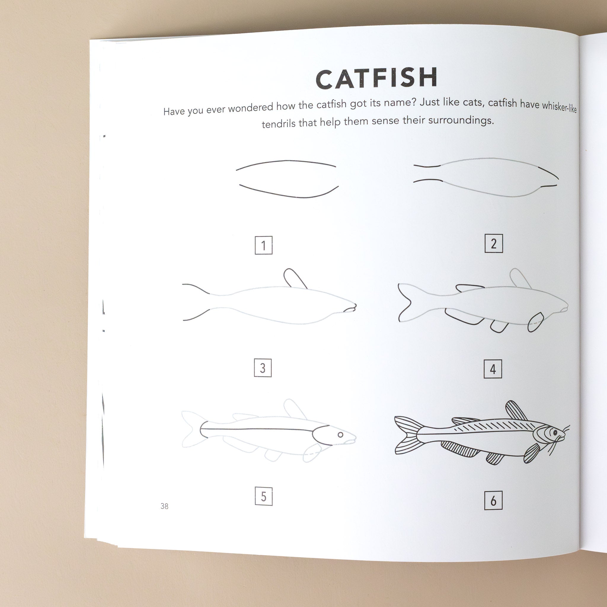 six-steps-examples-for-drawing-a-catfish-with-text-explaination