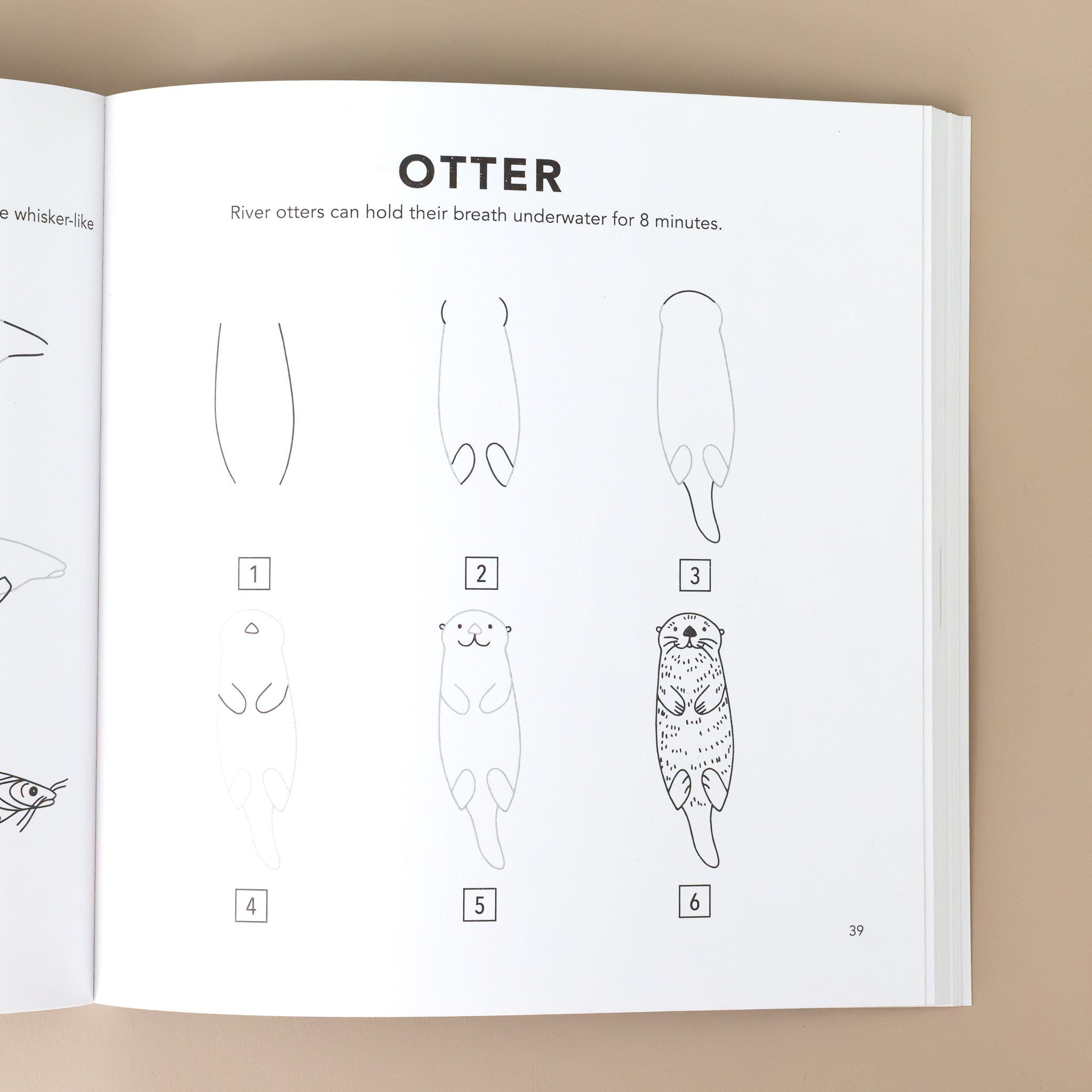 six-example-steps-to-draw-an-otter-with-text-details