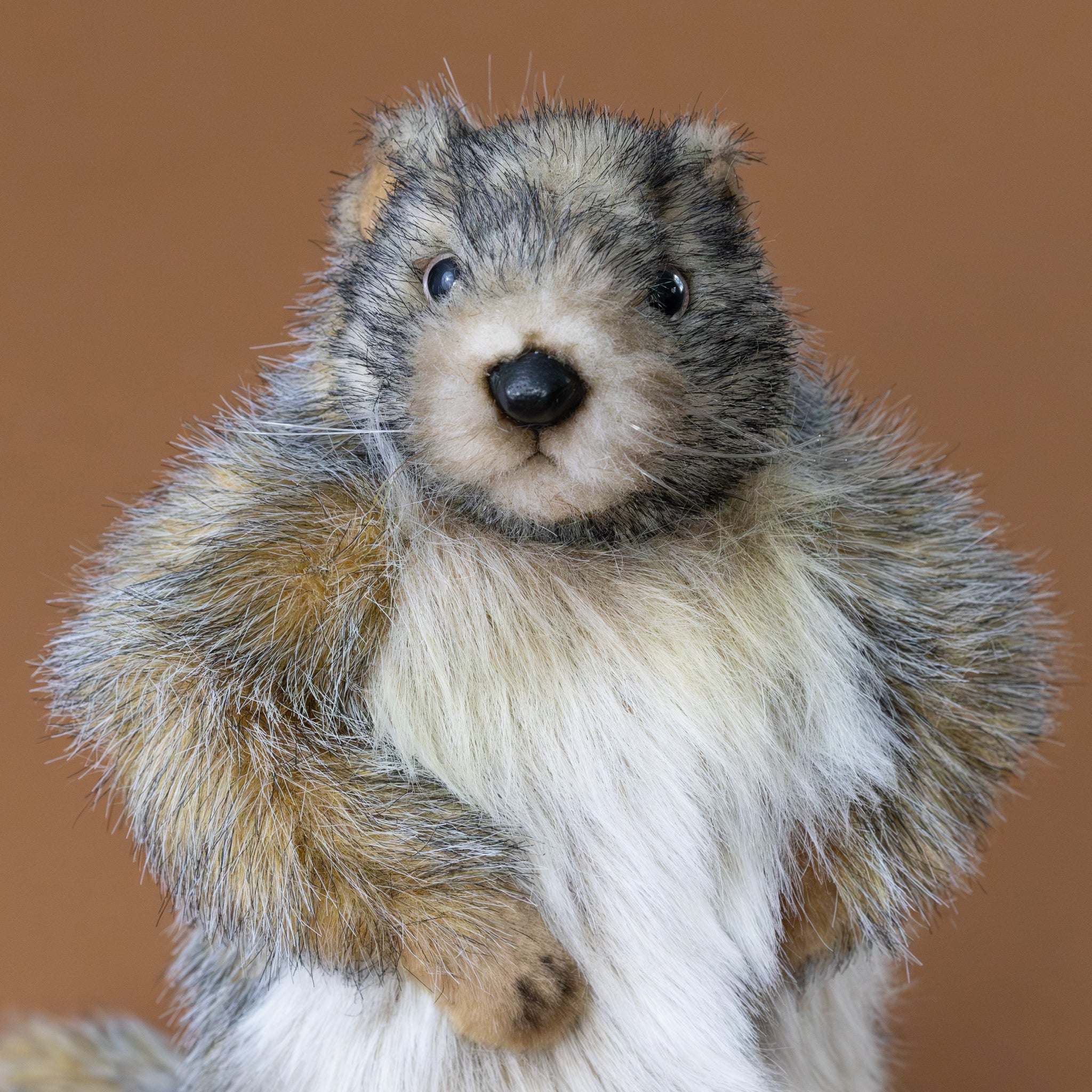 marmot--standing-large-stuffed-animal-face