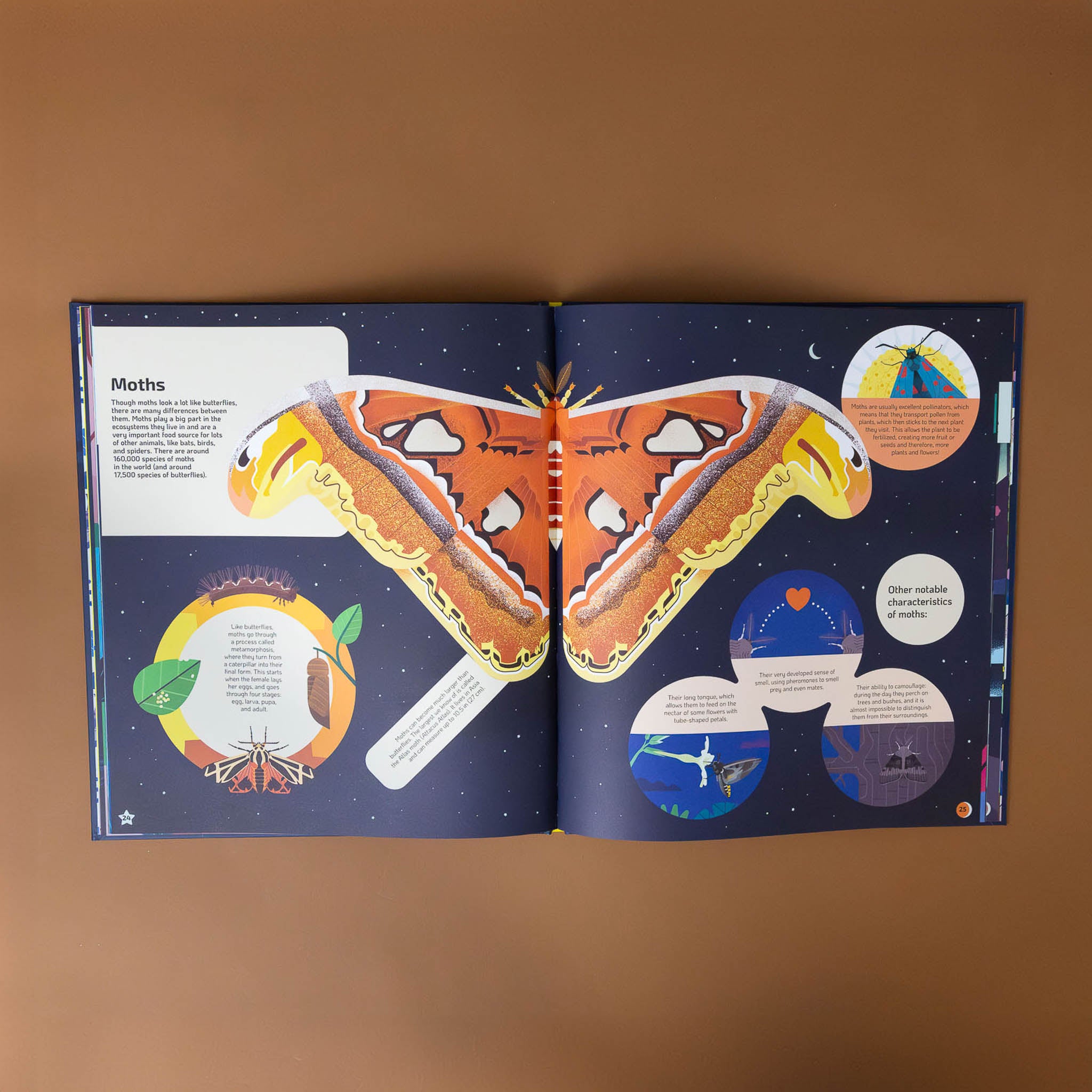 section-titled-moth-with-large-orange-moth-and-life-cycle-images