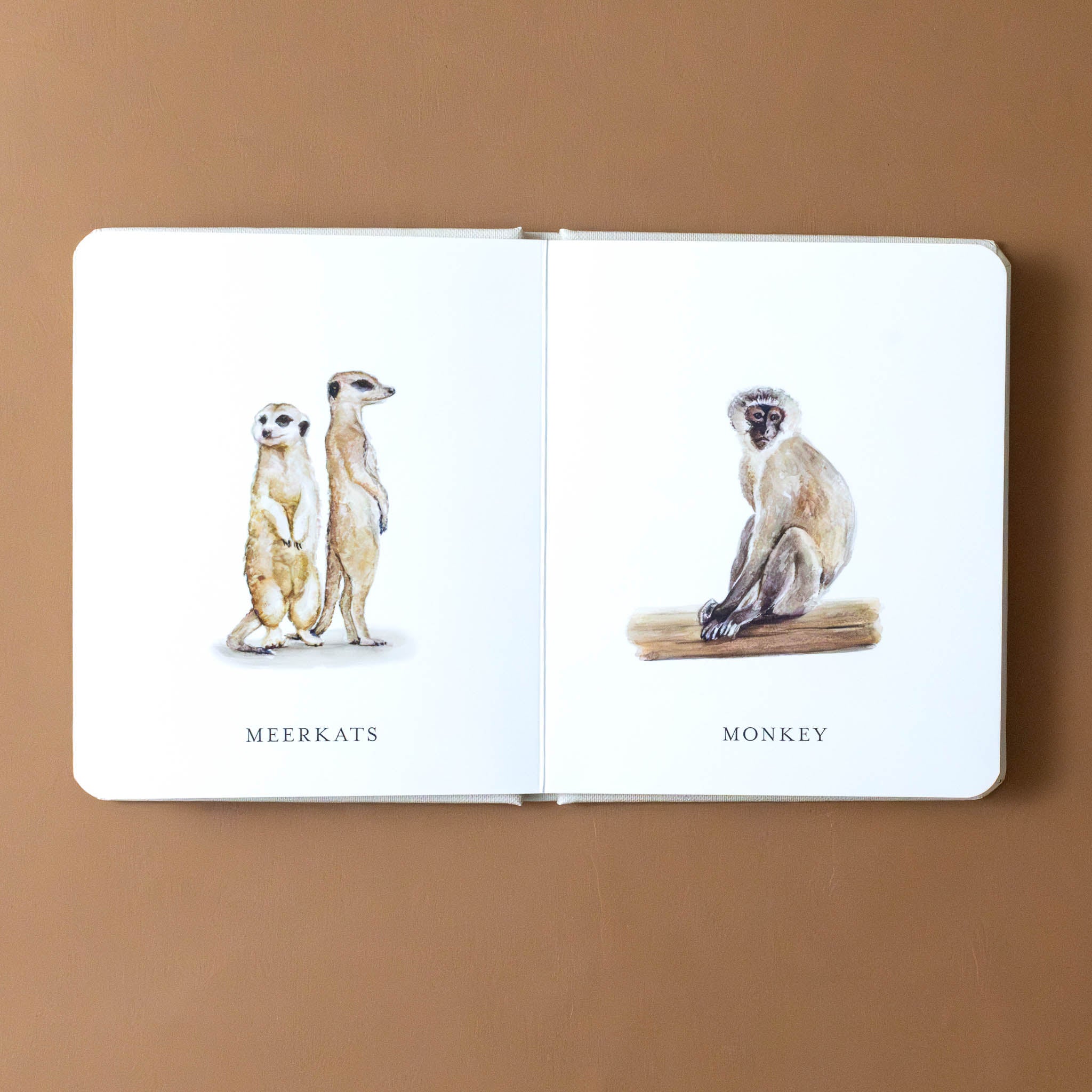 our-little-library-box-set-volume-ii-books-with-text-and-illustration-of-meerkats-and-monkey