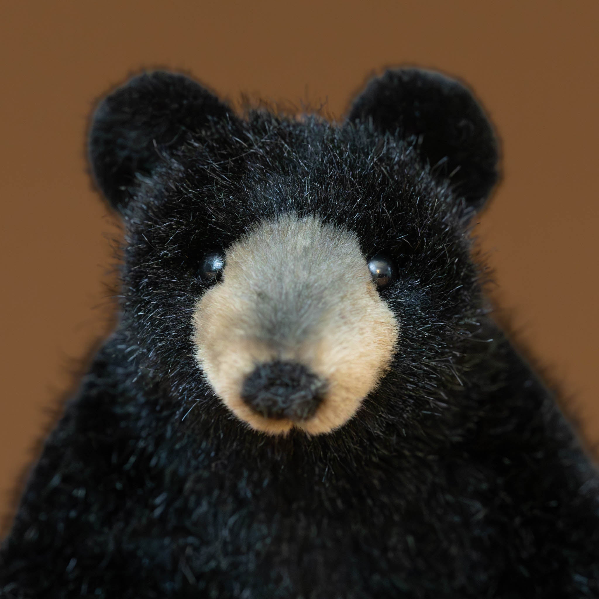 petite-black-bear-stuffed-animal-sitting-with-tan-snout-and-clear-eyes