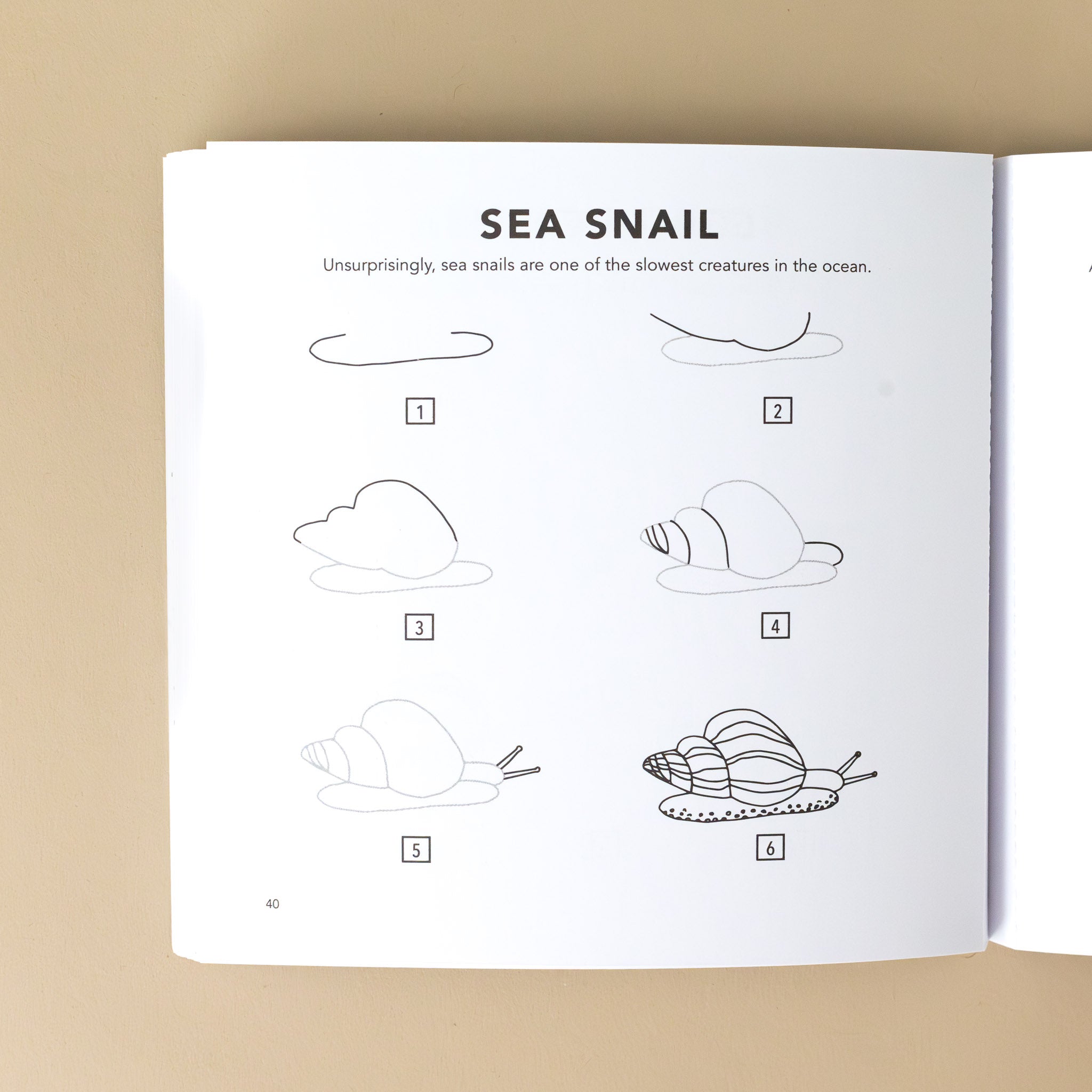 section-titled-sea-snail-with-6-illustrations-of-the evolution