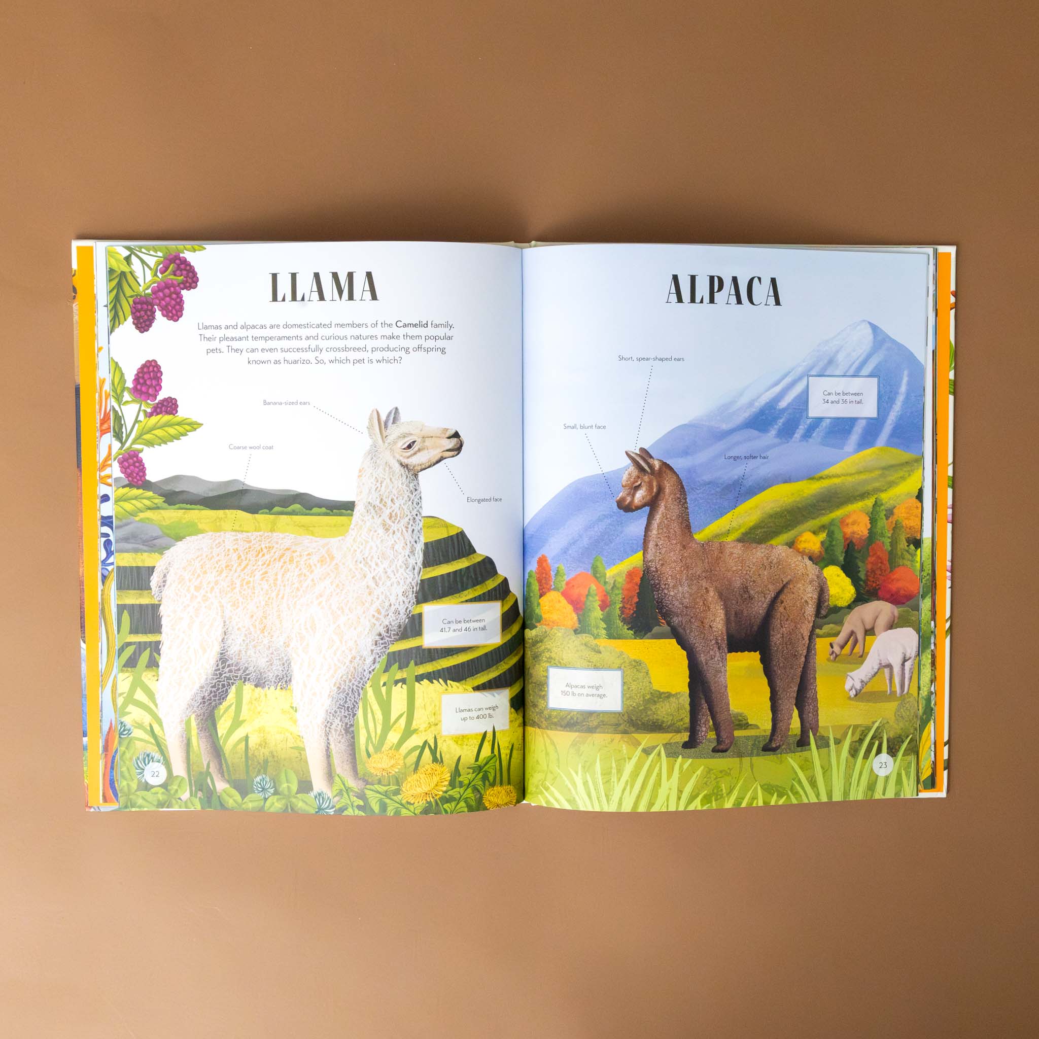 llama-and-alpaca-with-text-and-illustration