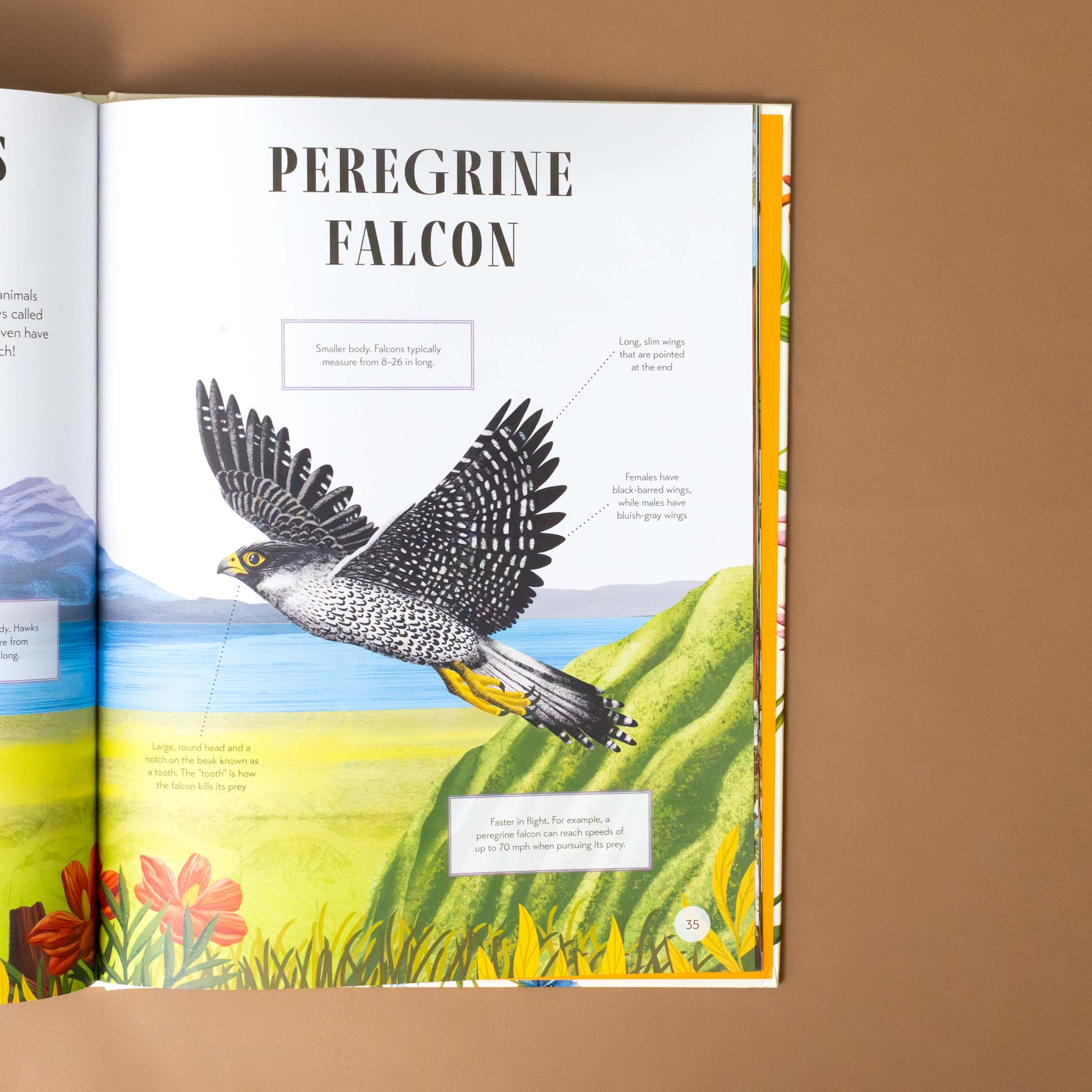 peregrine-falcon-with-text-and-illustration