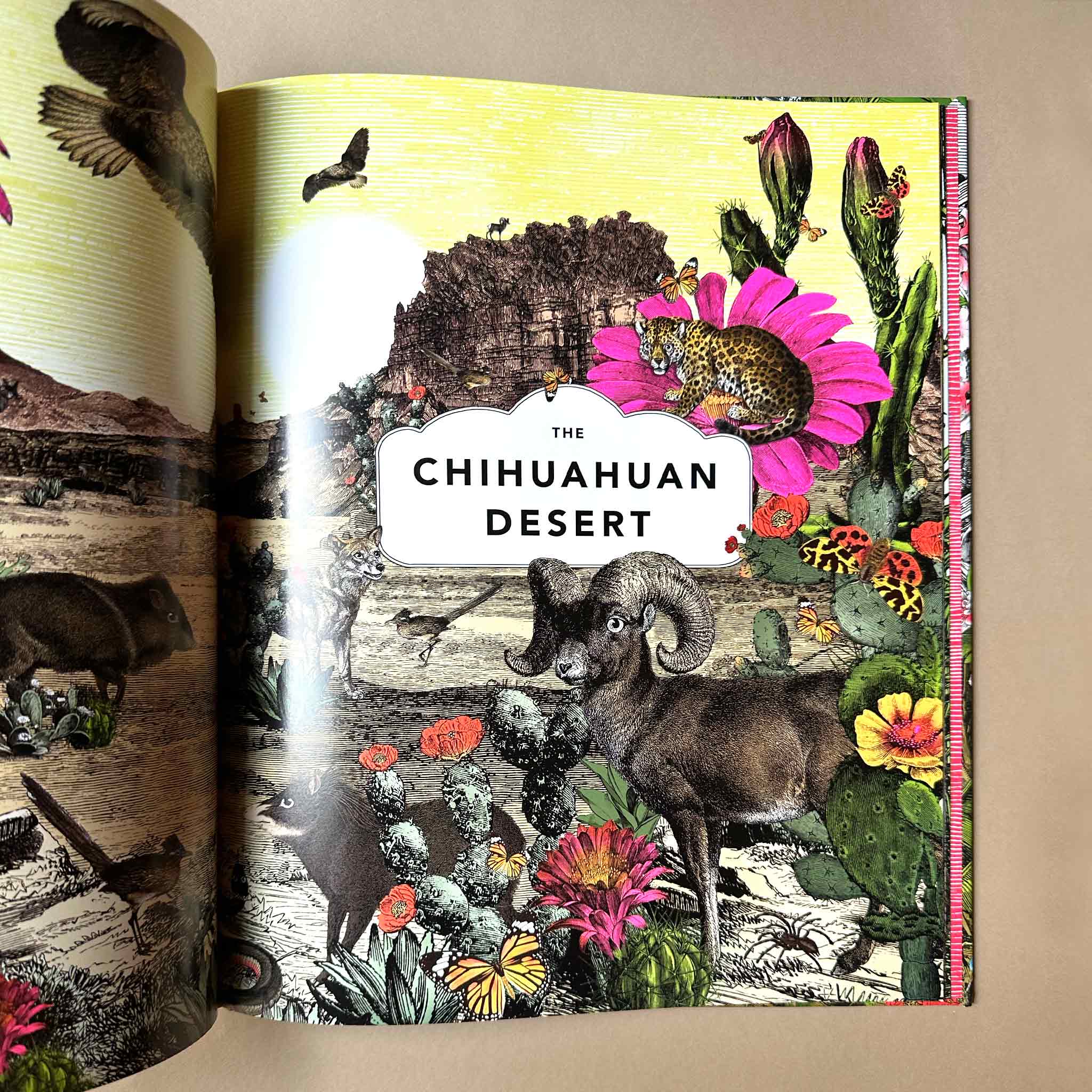 interior-page-titled-chihuahuan-desert-and-illustrations-of-creatures-that-live-there