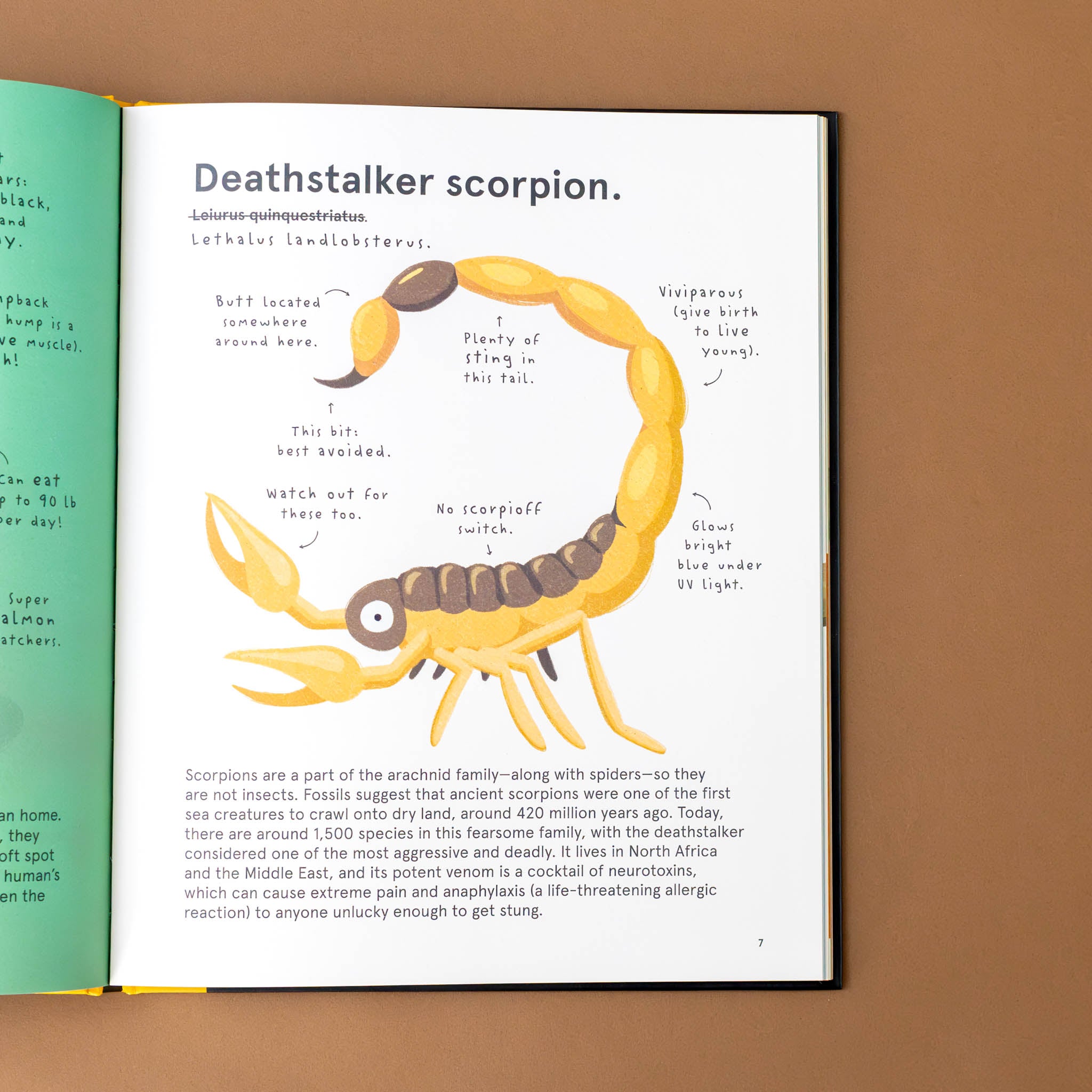 deathstalker-scorpion-with-text-and-illustration