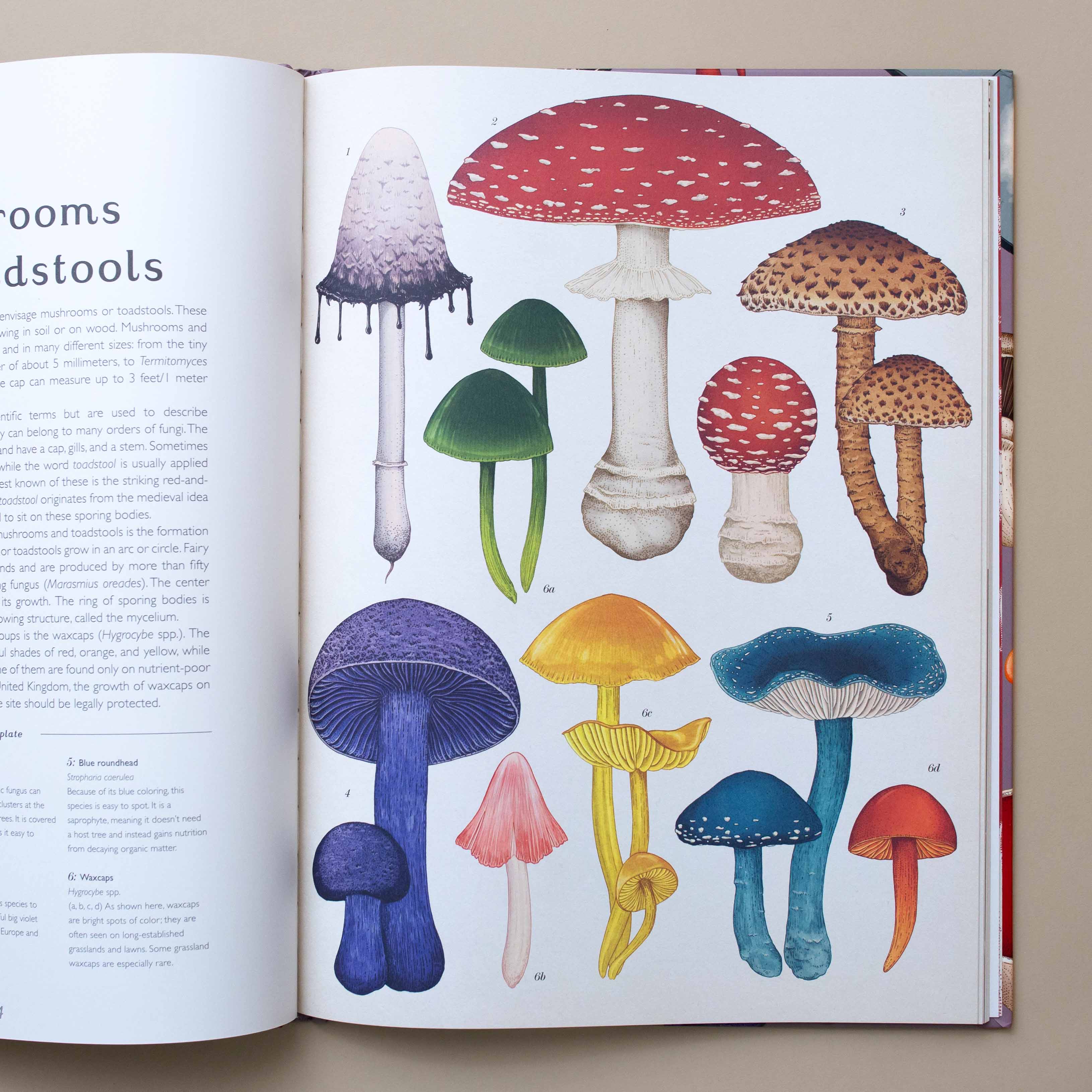 interior-page-toadstools